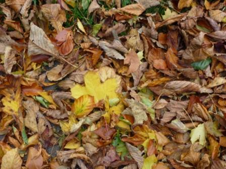 Leaves in Greencroft Valley