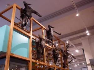 Auroch Skulls, Harris Museum