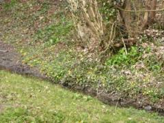Celandine by Fish House Brook