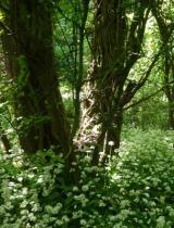 Faery Lane, May 2013