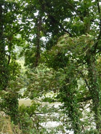 Wind swept trees by the Ribble, Penwortham