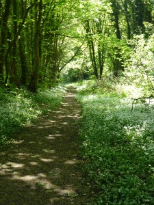 Faery Lane, Spring