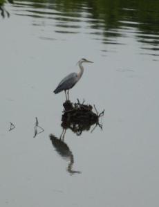 Heron, river Ribble
