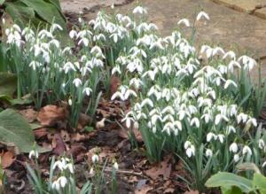 Snowdrops