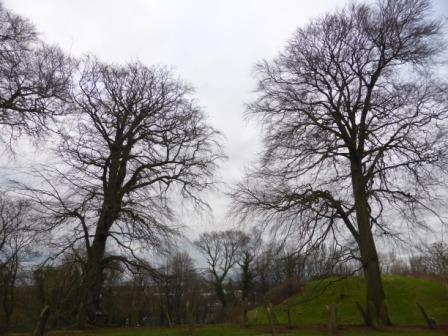 Beech trees and castle motte