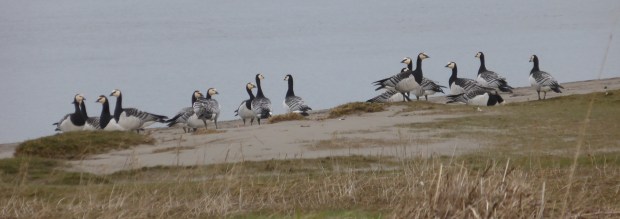 Barnacle Geese