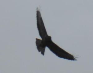 Blog 9. Golden Eagle
