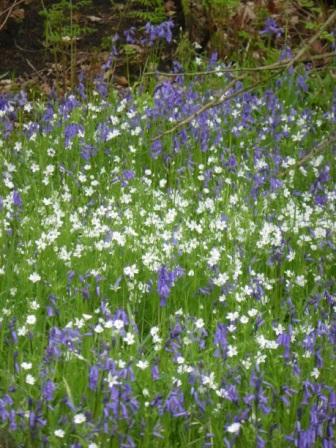Blubells and Starwort