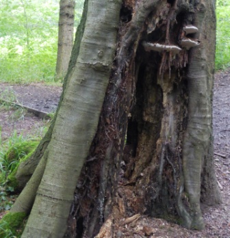 Beech Tree, Carr Wood