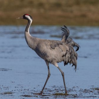 Common_crane_grus_grus