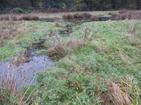 Well Field  - Lady's Field - Copy