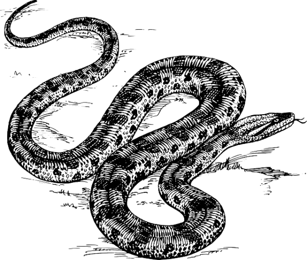 snake-water-river-sketch-cartoon-big-wild-animal