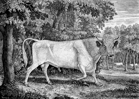 Chillingham_Bull_by_Thomas_Bewick_1789