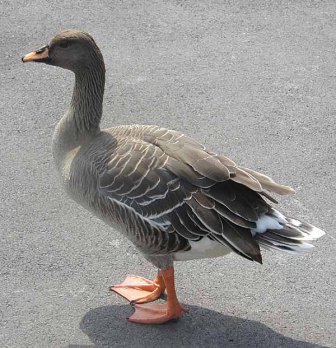 Bean Goose, WWT Slimbridge, Wikipedia Commons