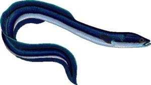 European_eel__Anguilla_anguilla_clipart_web