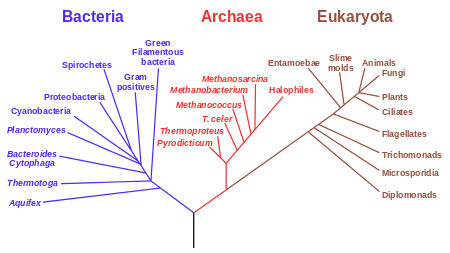 450px-Phylogenetic_tree.svg