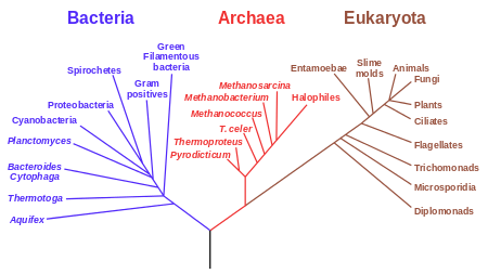 450px-Phylogenetic_tree.svg