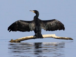 Cormorant_(Phalacrocorax_carbo)_(17)