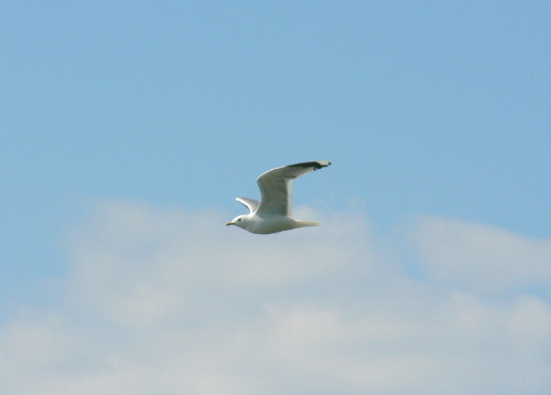 seagull-flying-3-public-domain-photos