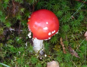 Fly Agaric, Coed Felinrhyd