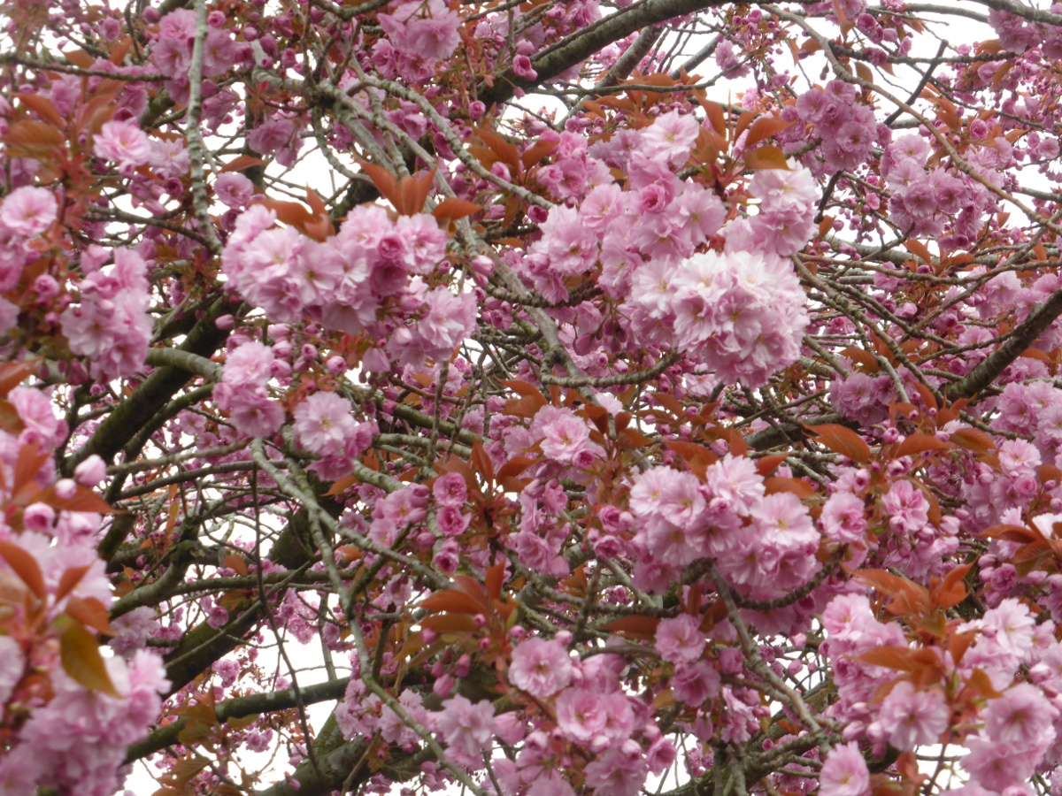 Cherry Blossoms Conti April 2019